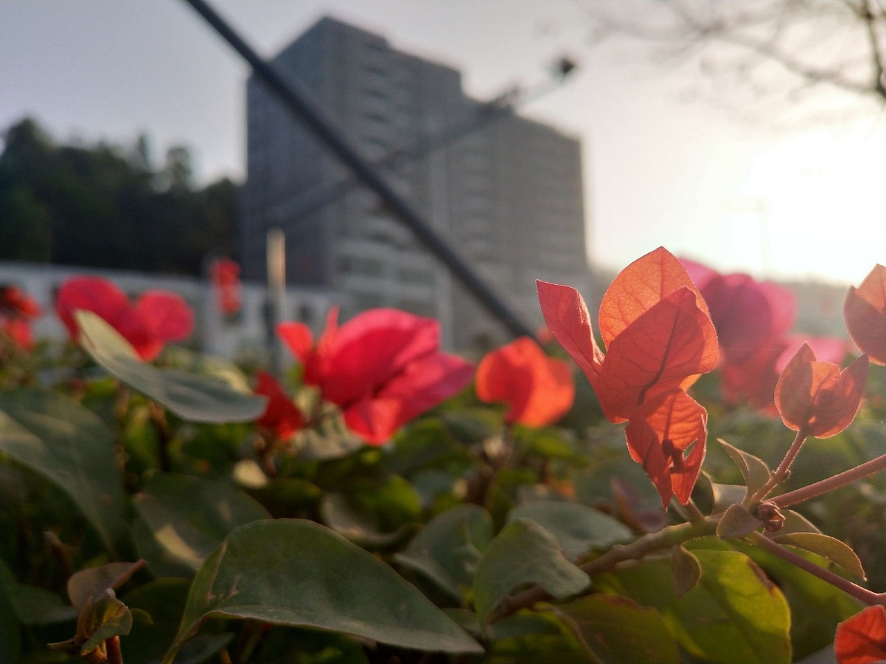 花-植 ❀2（图ZMjI4NzkwNDEy） - 产品摄影 - 站酷设计师紫月琉璃香原创素材 - 站酷ZCOOL