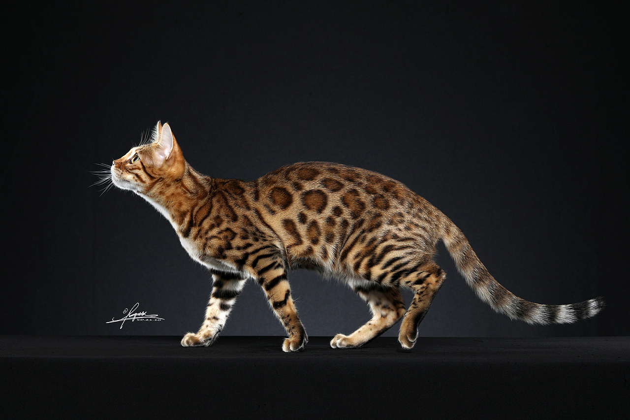 豹猫amyworks探须视觉