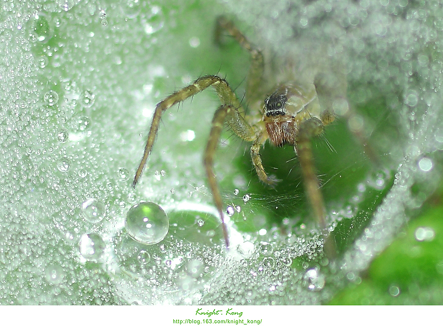 蜘蛛