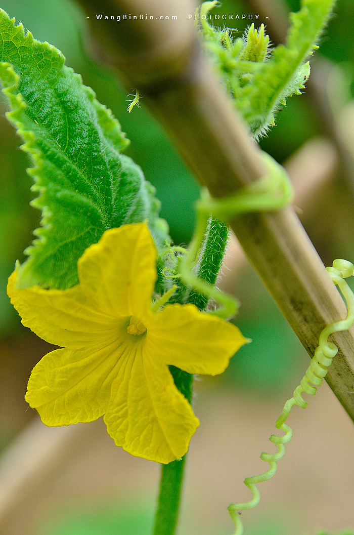 蔬菜の花第二季 蜂恋黄瓜花