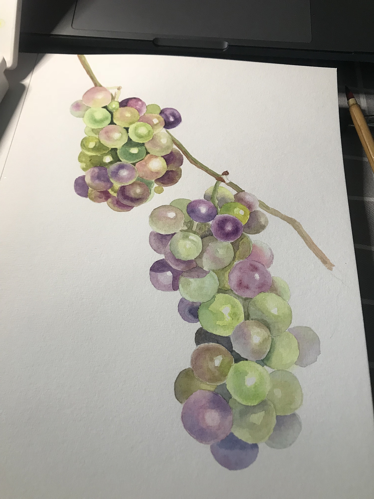 葡萄（图ZMjA4NjIxMDEy） - 绘画 - 站酷设计师姑姑侠原创素材 - 站酷ZCOOL