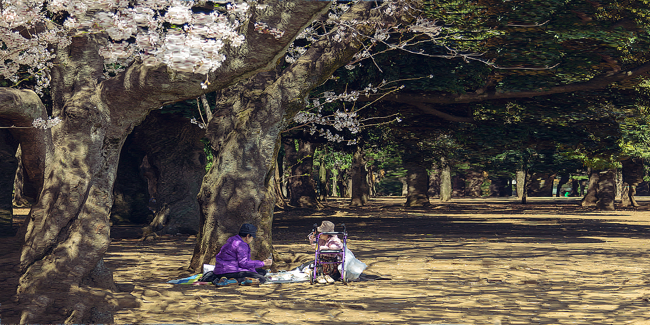 东京 樱花季