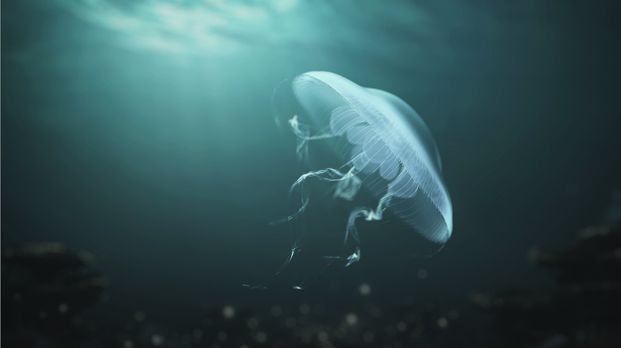 恒大海花岛宣传片（图ZNDM4NTk3NTI=） - 短片 - 站酷设计师陈雄豹原创素材 - 站酷ZCOOL