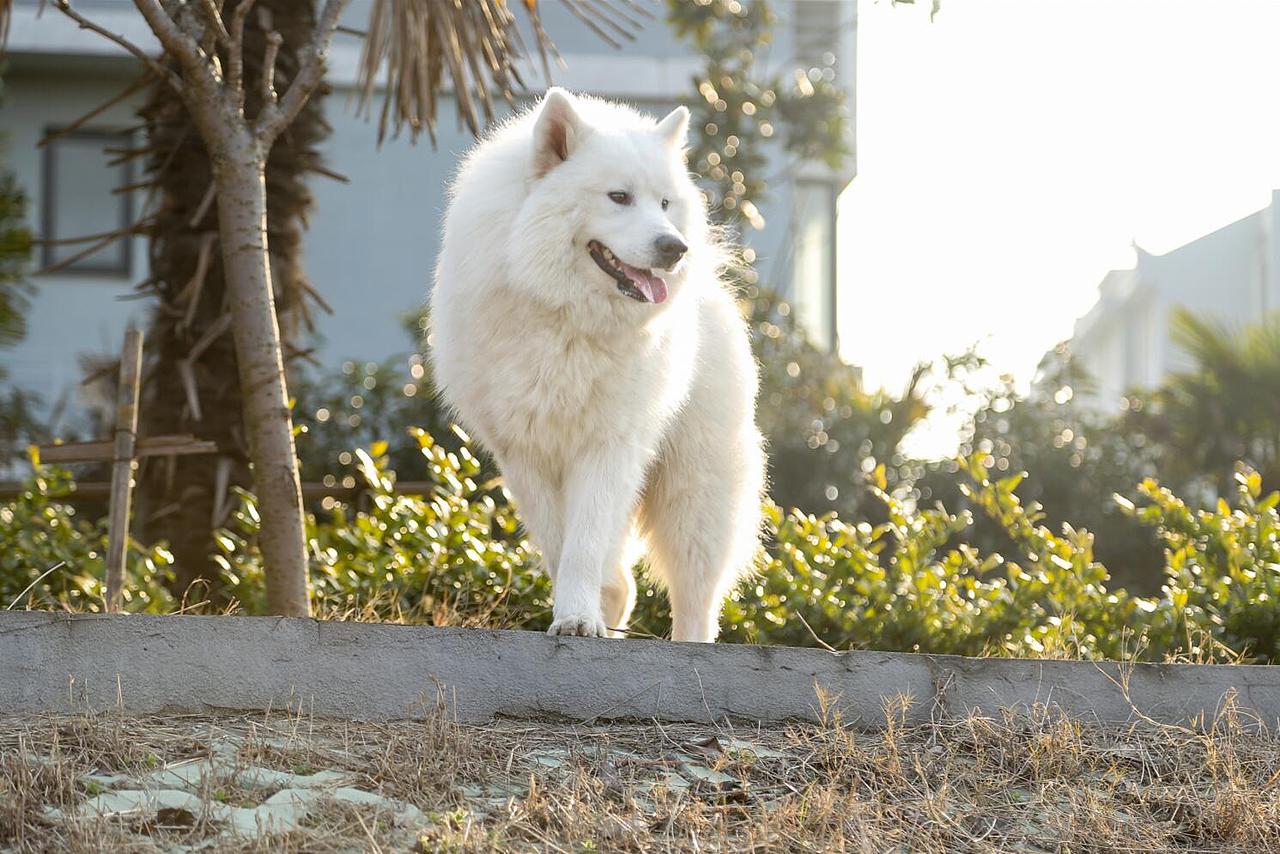 我的宠物们（图ZODA2OTczNjQ=） - 宠物摄影 - 站酷设计师大郭2497原创素材 - 站酷ZCOOL