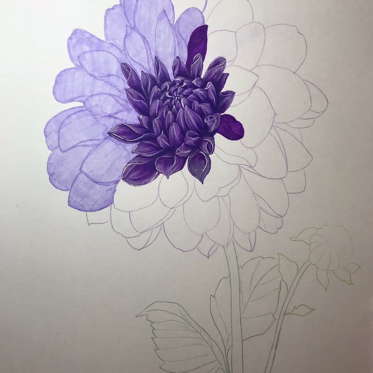 彩铅大丽花|纯艺术|绘画|木紫妍gy_原创作品-站酷zcool