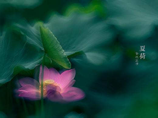 【夏荷. 香远益清】