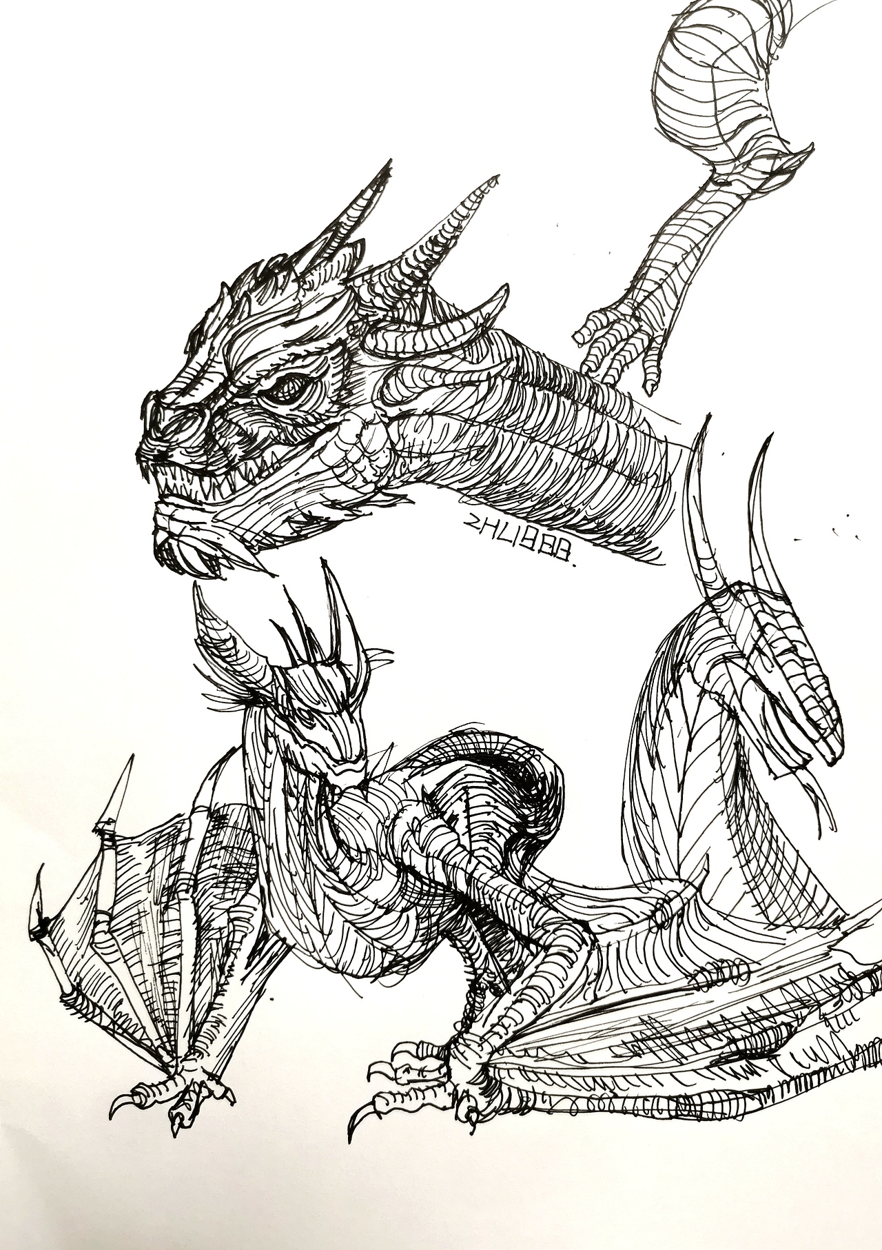 每日一画(十三)-画的动物速写