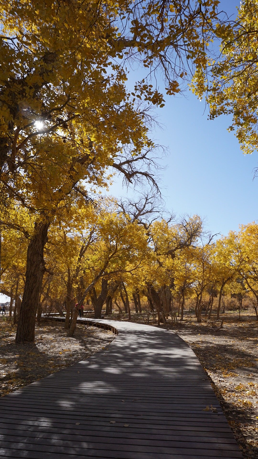 大美张掖丹霞,额济纳旗胡杨林