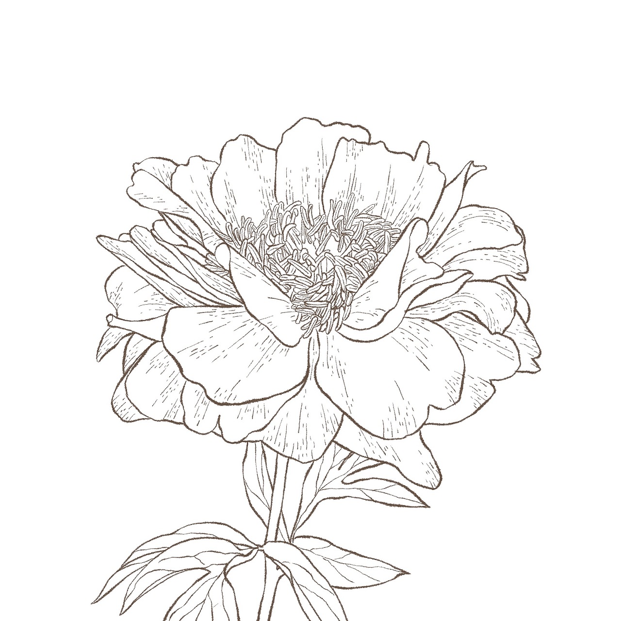 一组水彩花卉练习