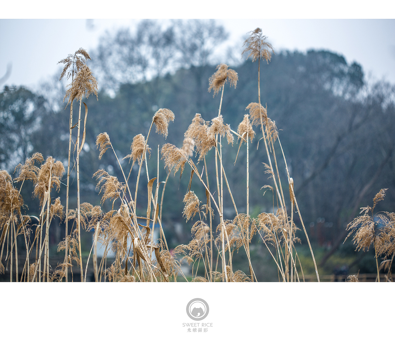 青雨嗅春（图ZNDQwOTU0MDQ=） - 风光摄影 - 站酷设计师挂糖原创素材 - 站酷ZCOOL