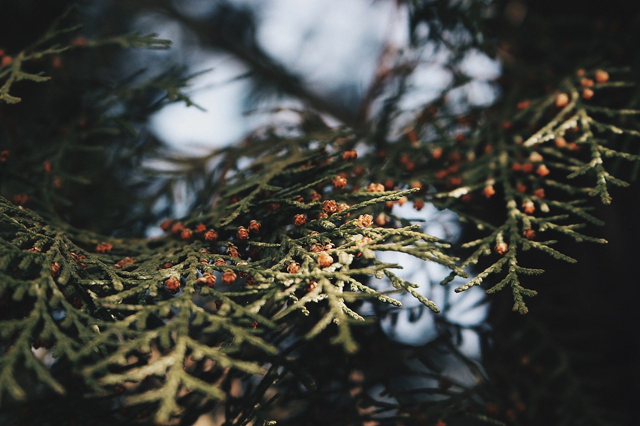 北京春～摄影～（图ZNzMyMzMxODA=） - 风光摄影 - 站酷设计师零雨其蒙蒙原创素材 - 站酷ZCOOL