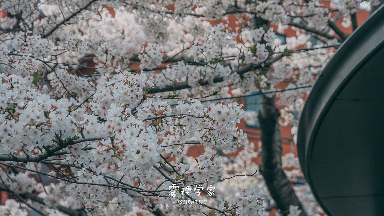 涉谷八公 | Photo | 雾里学家scientis | 3