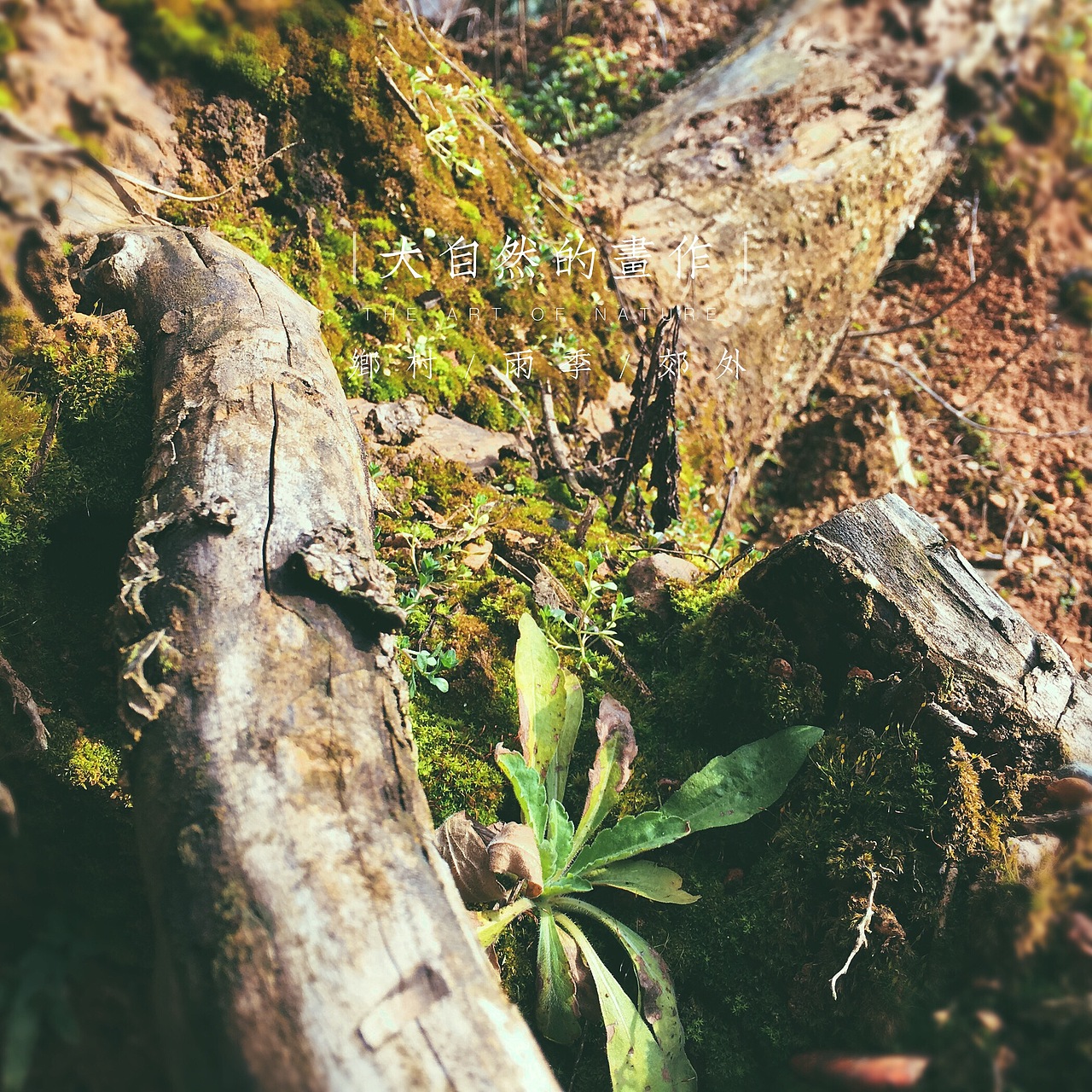 【手机记录】如果家乡告诉你（图ZNDE3MDkyNDQ=） - 其他摄影 - 站酷设计师谨色原创素材 - 站酷ZCOOL