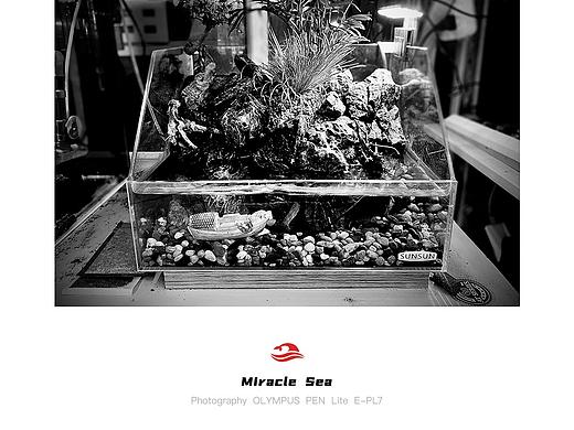 【 Miracle Sea 】小水陆缸造景 #黑白照片(个人主页-ZNTYyMjA2NjQ=) - 人文/纪实摄影 - 站酷设计师奇迹之海摄影原创素材 - 站酷ZCOOL