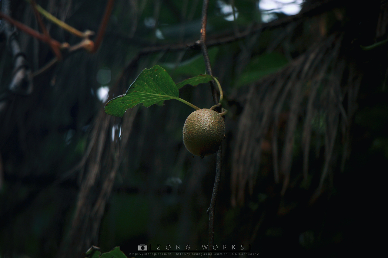 去叔家,品尝一下徽州大山里的野果