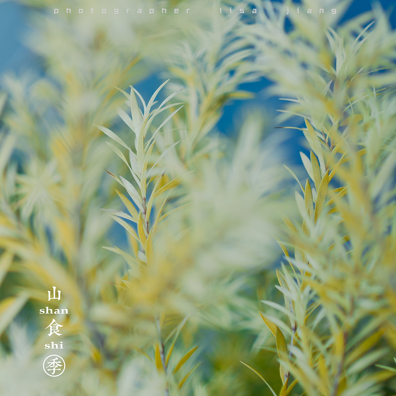 小品四季（图ZMTA4NTgyNjA0） - 产品摄影 - 站酷设计师挲lisa原创素材 - 站酷ZCOOL