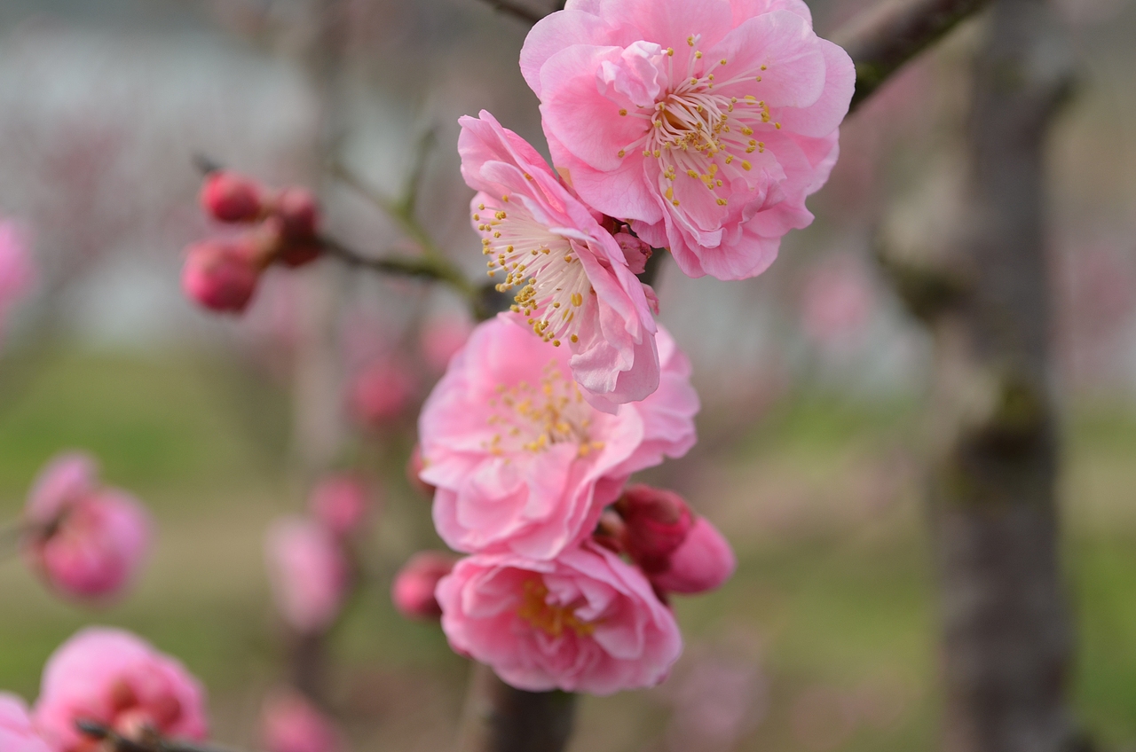我虽花里胡哨之花儿的绽放