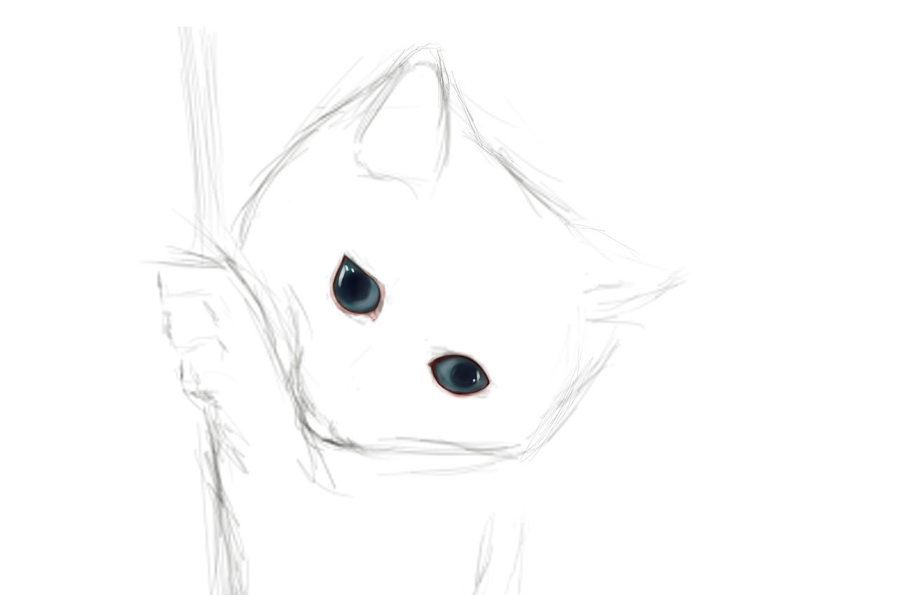 我家有猫系列—橘猫