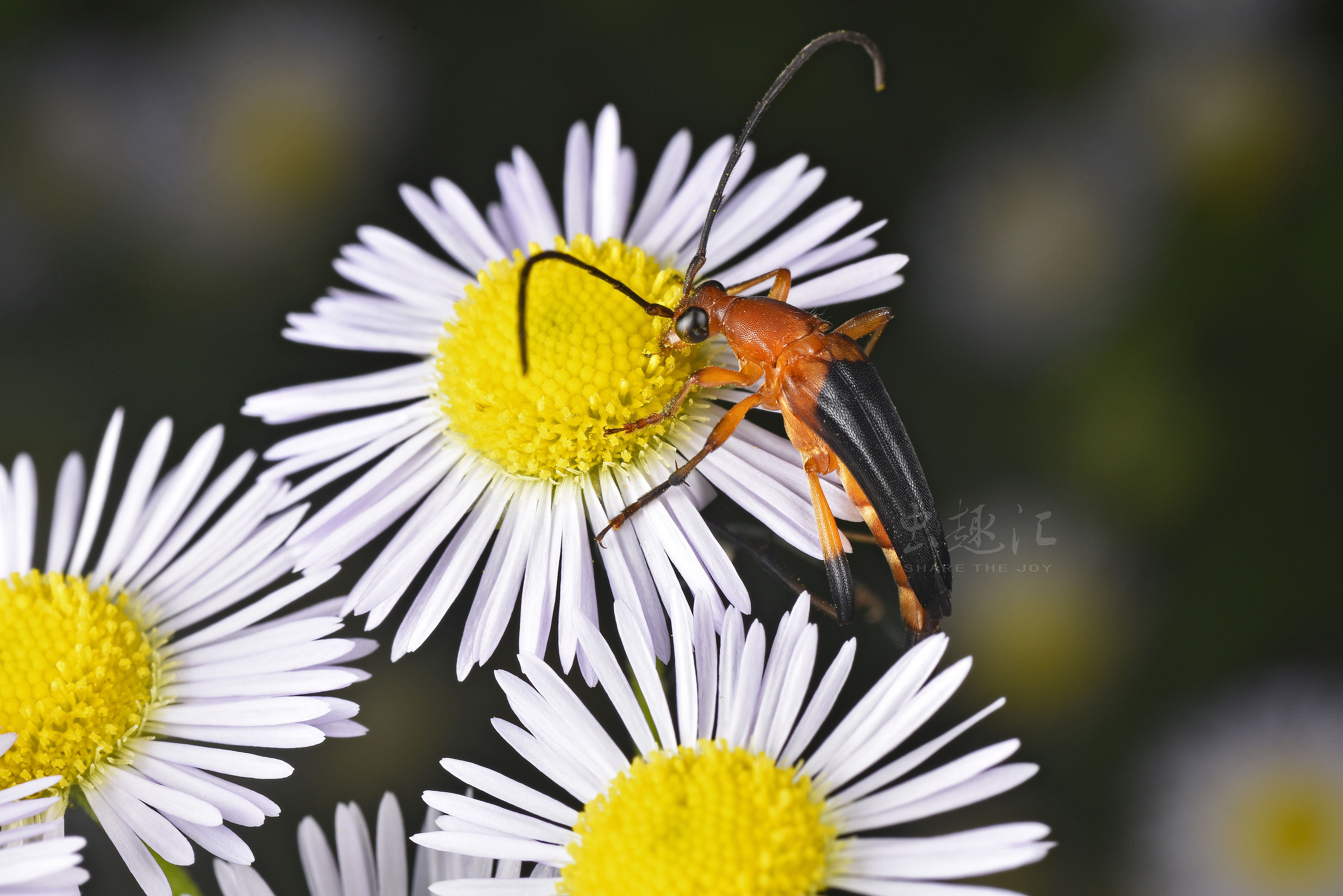 蚤瘦花天牛杭州闲林