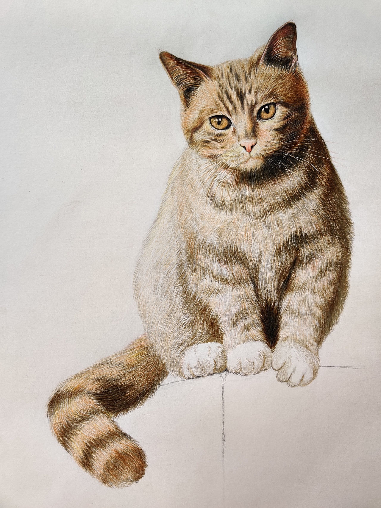 原创作品纯艺术绘画猫彩铅手绘写实独行独行插画-国风雅致304彩铅静物