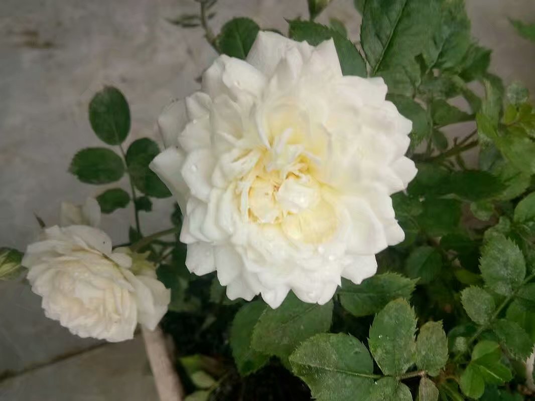 众人皆评俗世花,家君予卿不染意!