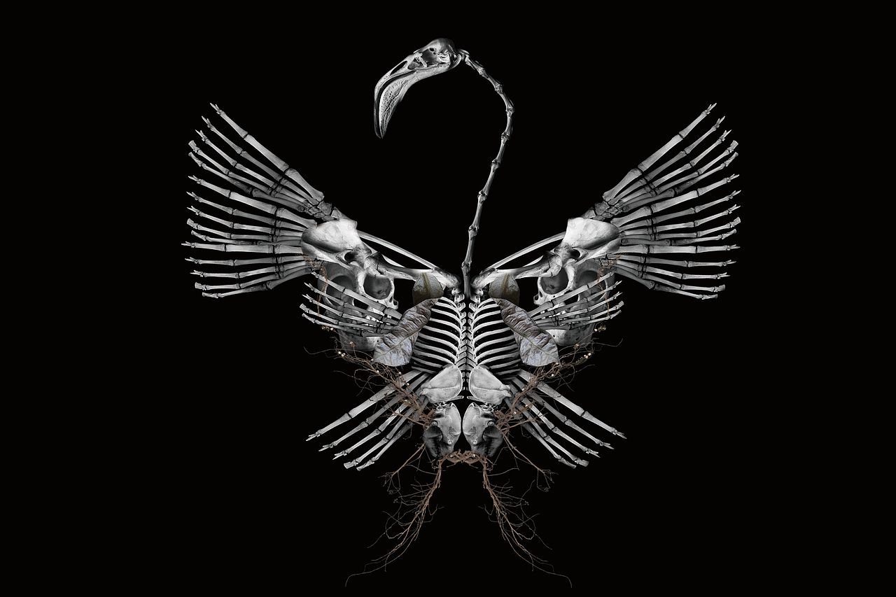 暗黑风丨动物骨骼的拼接（图ZNDIwNjY4NTI=） - 海报 - 站酷设计师Joyji原创素材 - 站酷ZCOOL