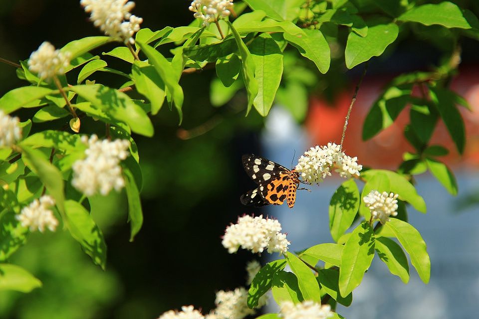 公园里最后一波花
