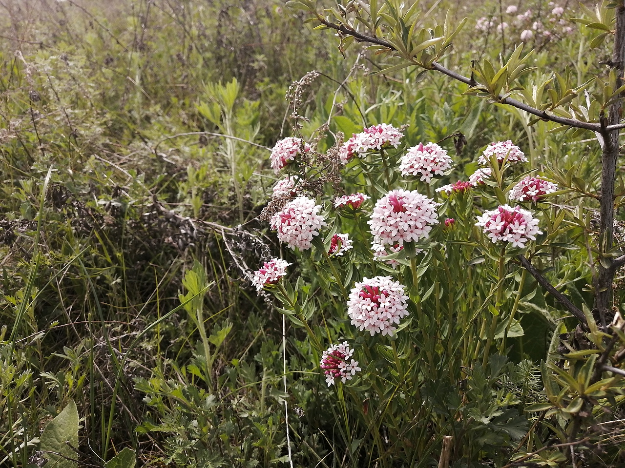 神奇的大自然的产物