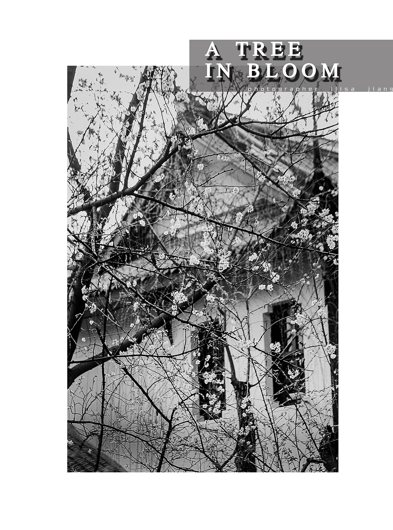 A tree in bloom（图ZNDk2OTA1MDA=） - 人文/纪实摄影 - 站酷设计师挲lisa原创素材 - 站酷ZCOOL