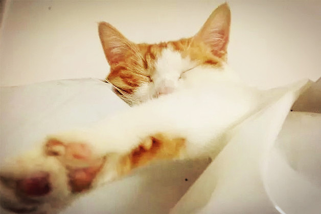 喵呜~毛毛是一只招财猫（图ZMjU1NzgxODA=） - 宠物摄影 - 站酷设计师安之HAHA原创素材 - 站酷ZCOOL