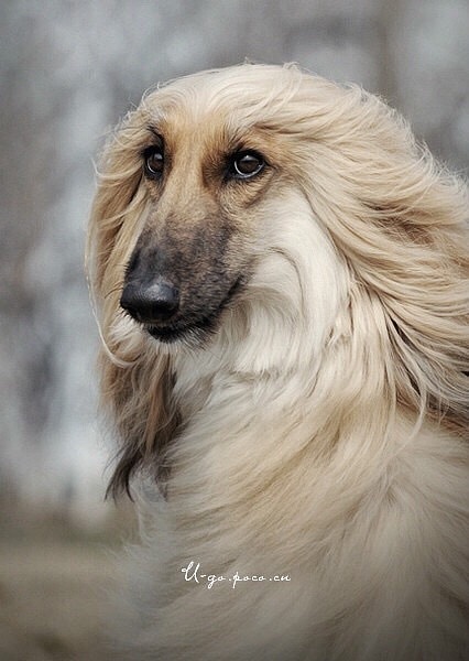 用境摄 去影心【动物摄影师何某某个人作品4】