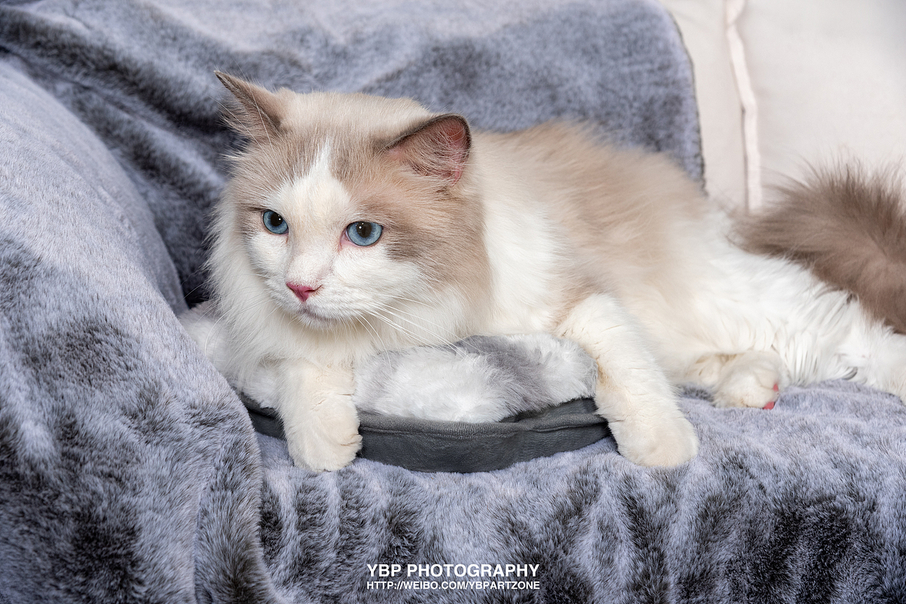 产品摄影 | 暖水袋 x 臻邦