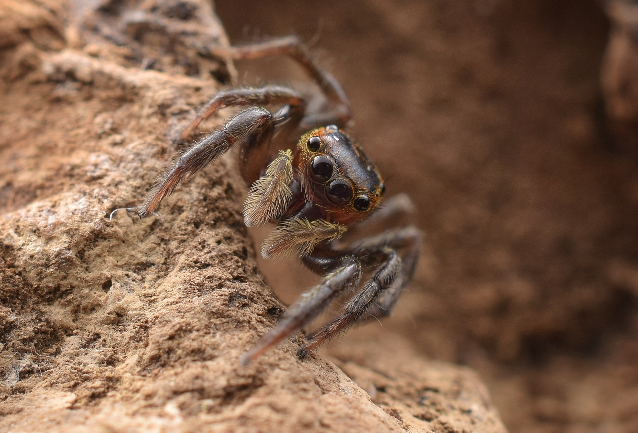 小跳蛛花蛤沙蛛