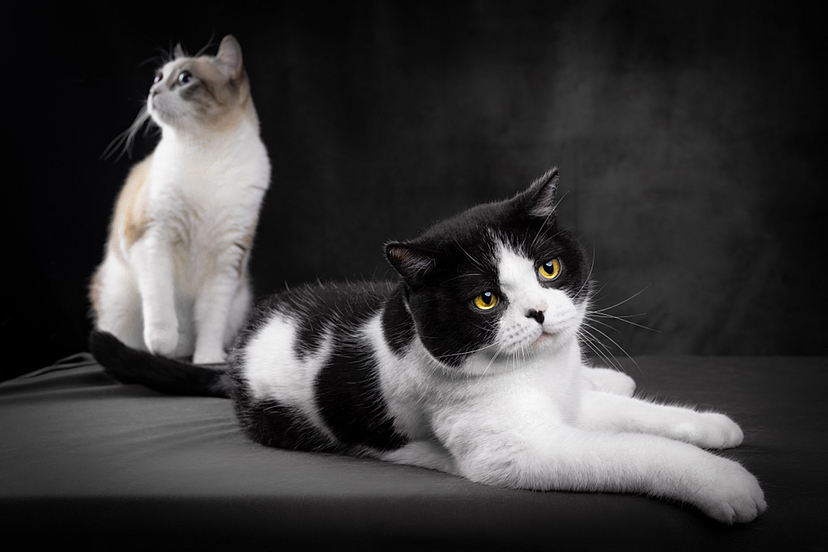 黑白奶牛猫肖像