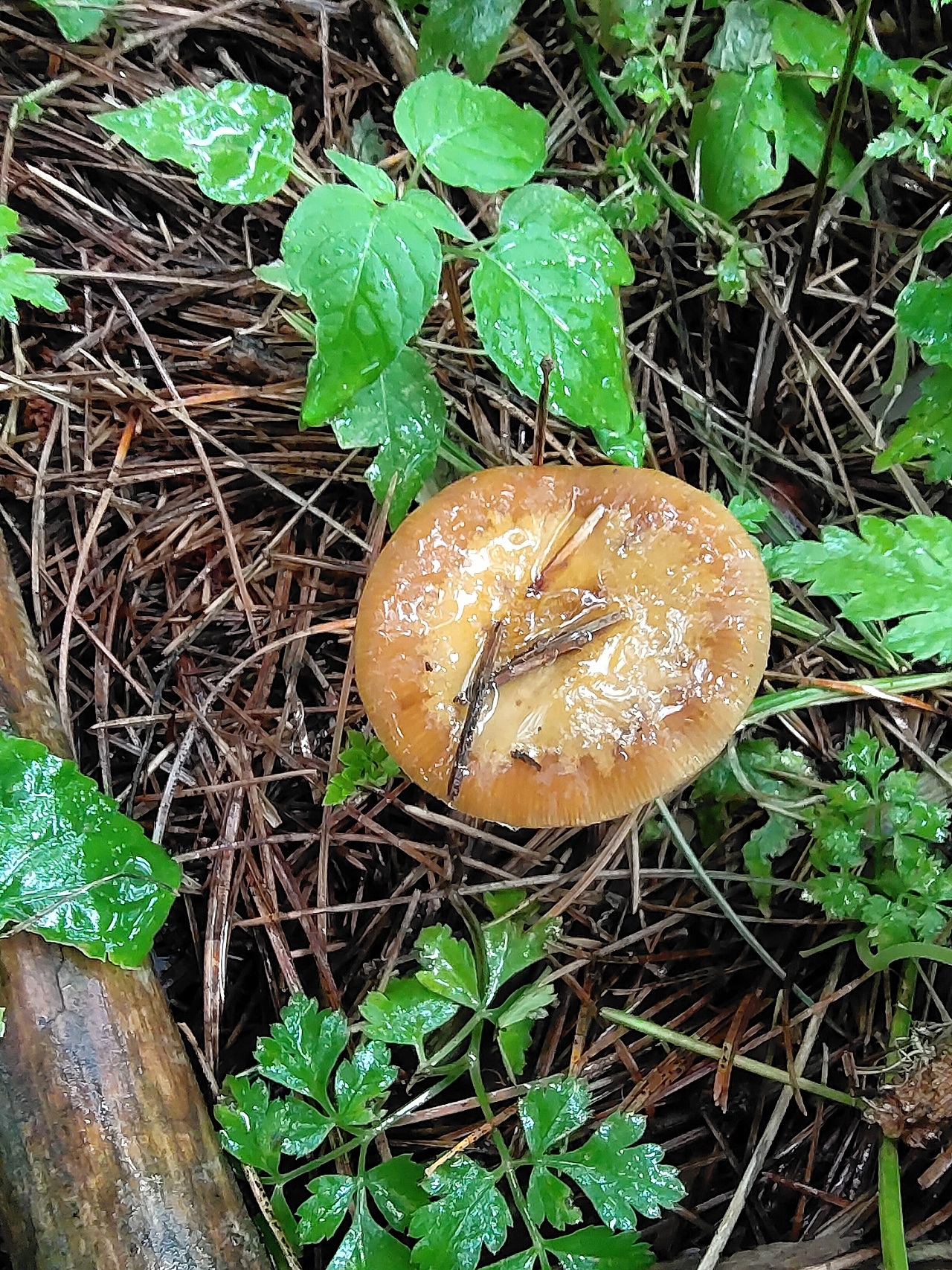 东北野生榛蘑菇