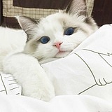 自带眼线的猫咪的头像