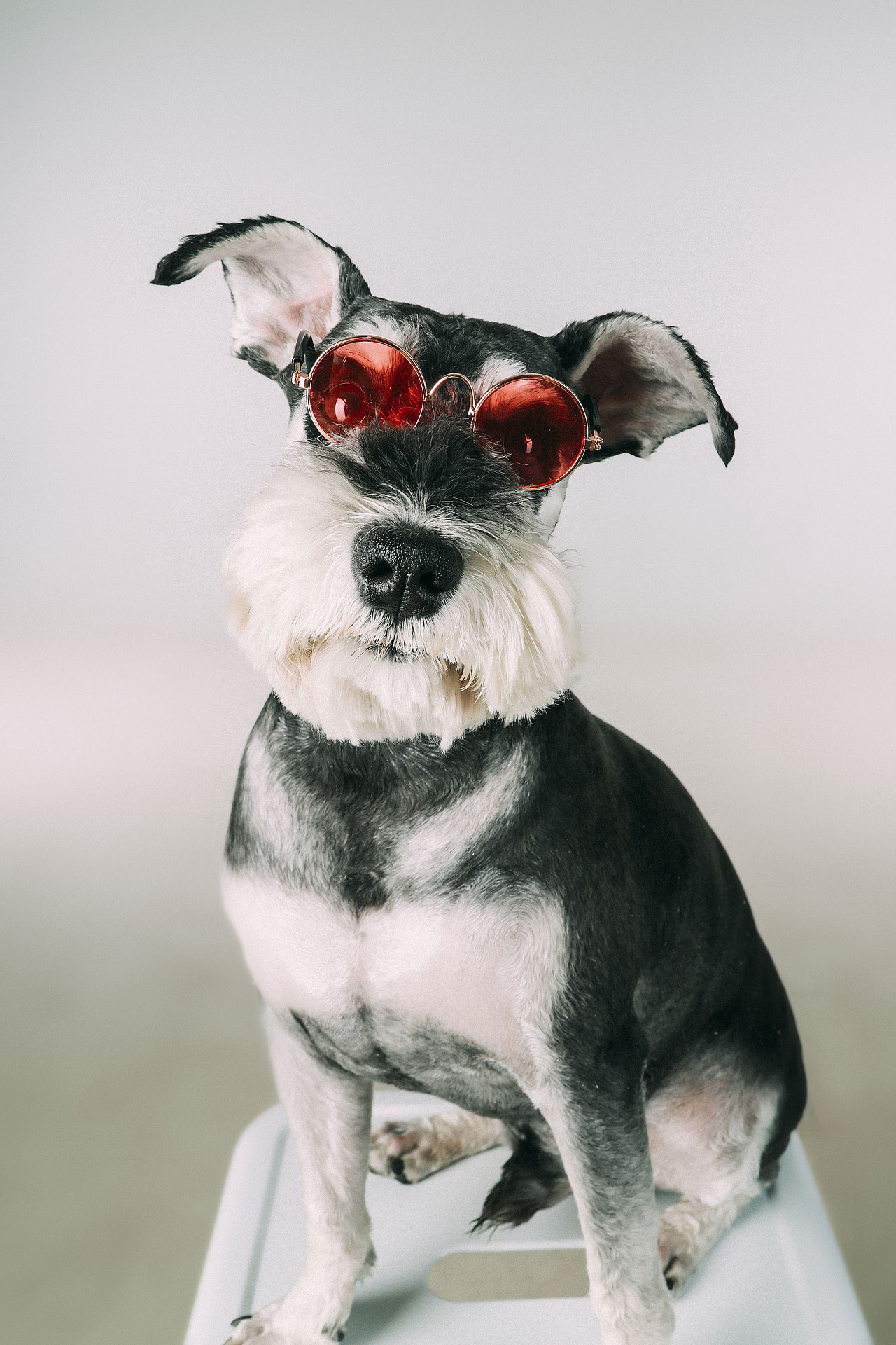 一只又叫糖豆的火鍋（圖ZMTE0MTM4NzQw） - 寵物攝影 - 站酷設計師李屹倬原創(chuàng)素材 - 站酷ZCOOL