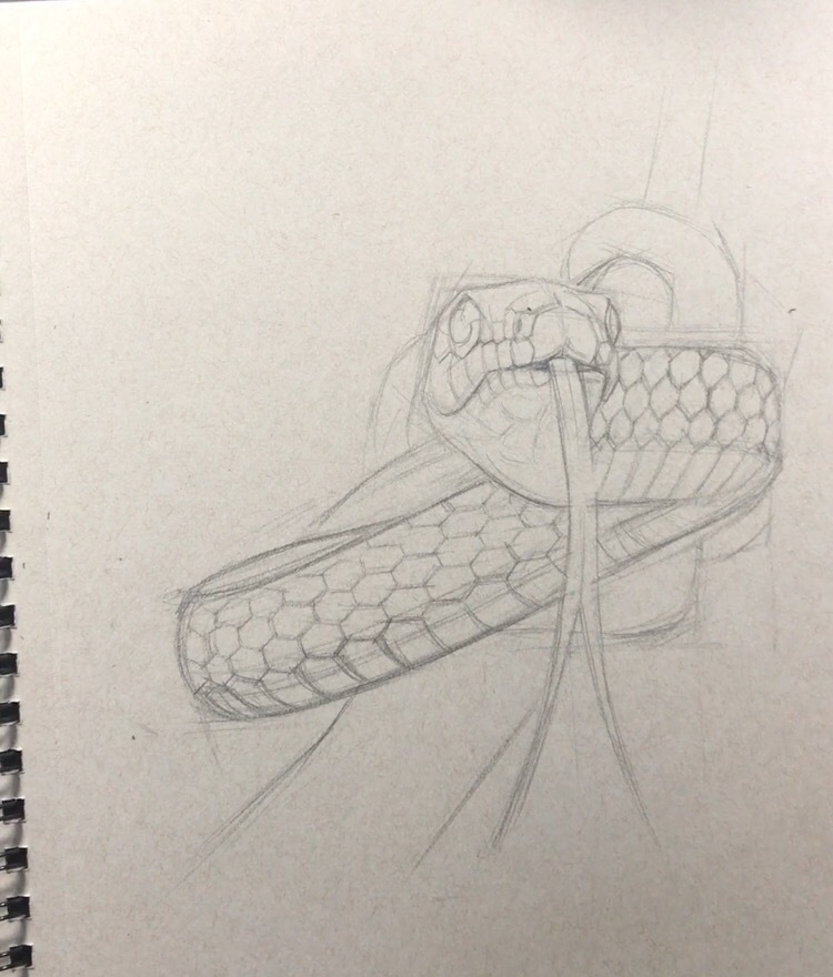 蛇的画法素描图片