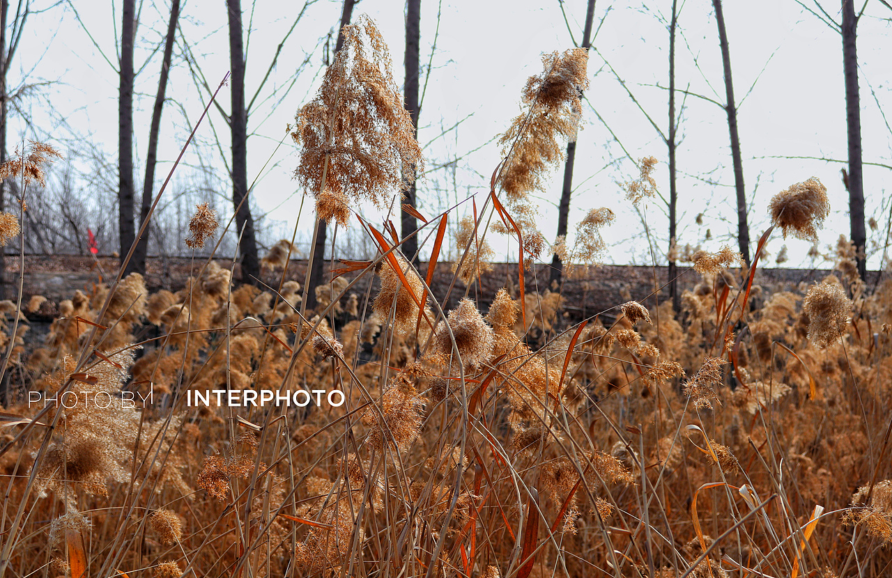 芦苇微微芦苇荡漾