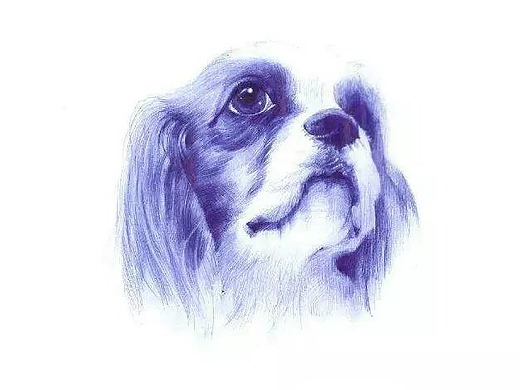 圆珠笔写生手绘小狗