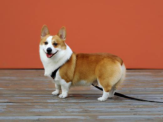 犬子癡癡...