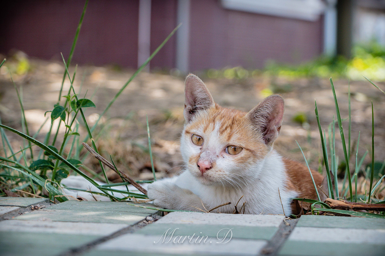 流浪喵系列—小黄