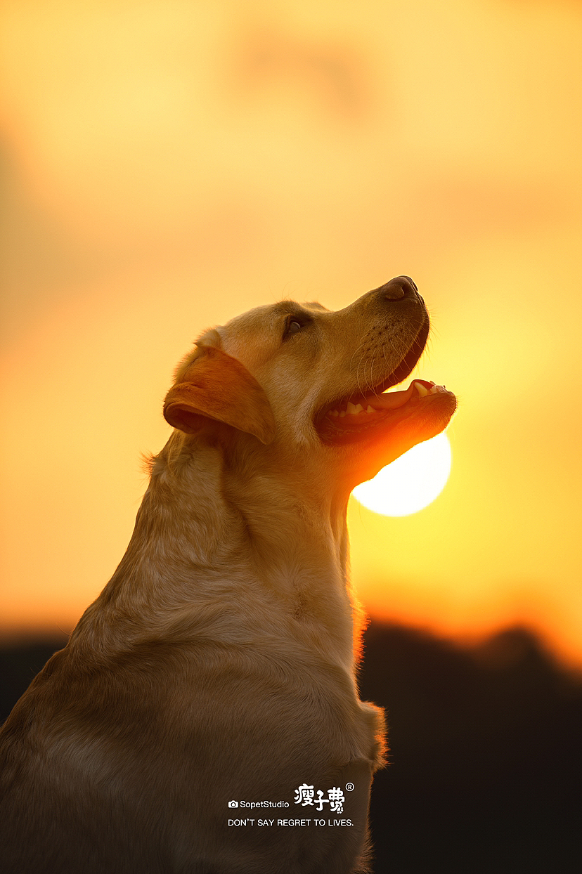 维尼的秋日计划（图ZMzE2NjA2NDk2） - 宠物摄影 - 站酷设计师瘦子费原创素材 - 站酷ZCOOL