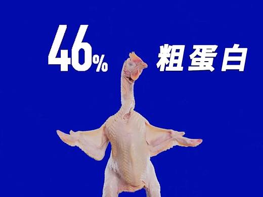 宠物猫粮视频