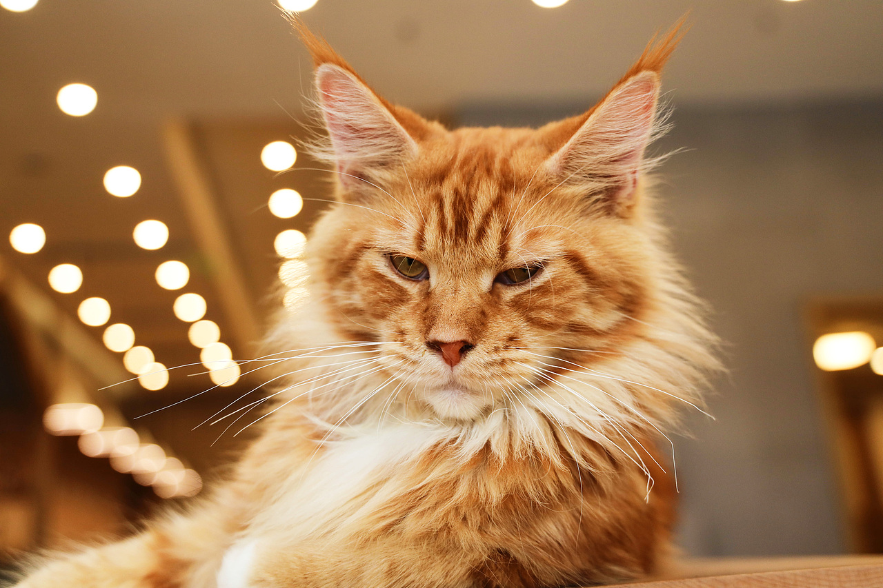 缅因猫—大帅