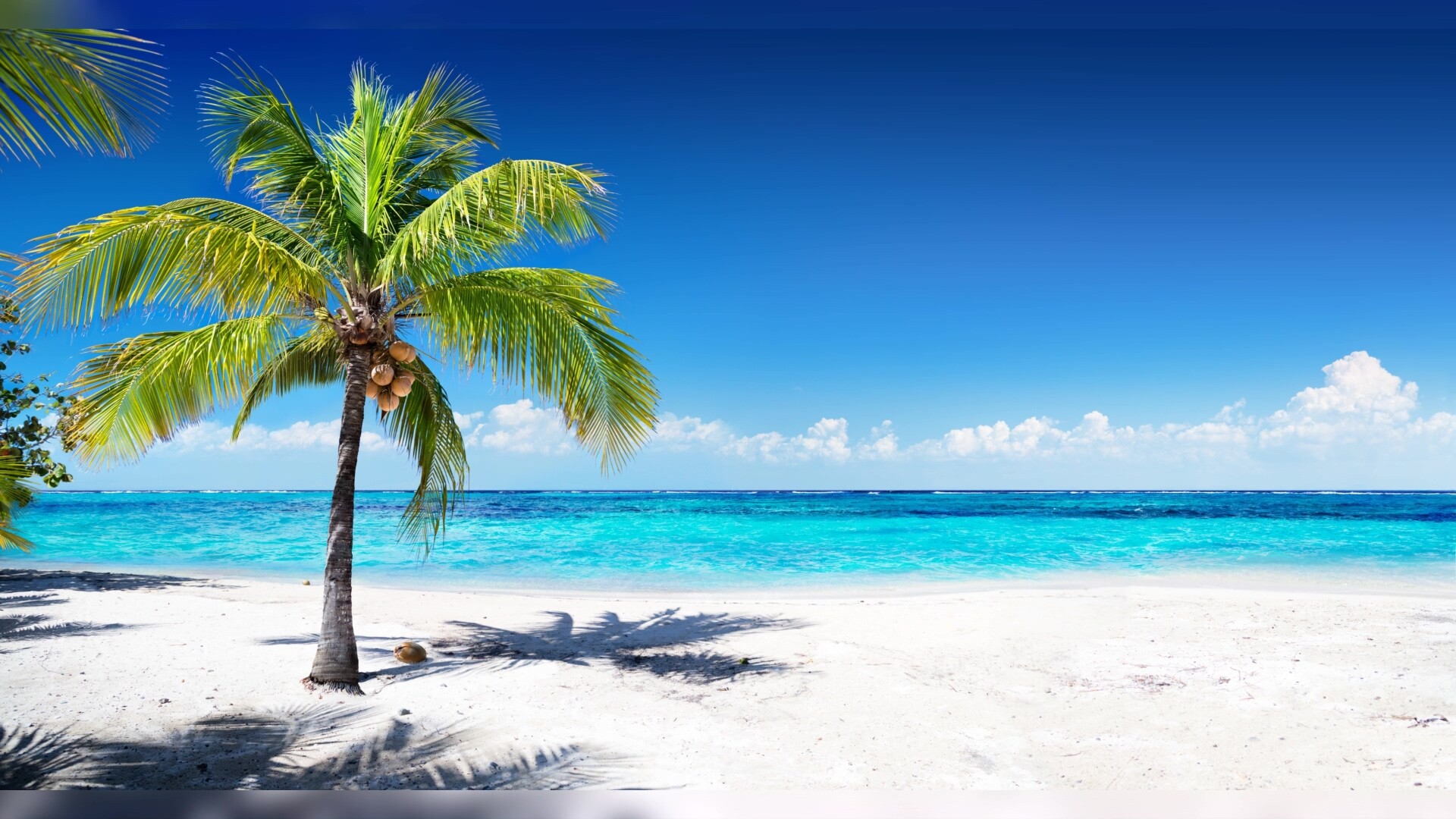 清新海滩椰子树下的椰子背景图片下载_2067x2000像素JPG格式_编号138fj3jmv_图精灵