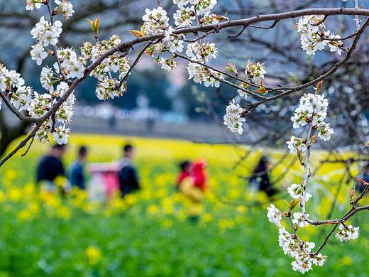 重庆南川：踏青赏花享春光