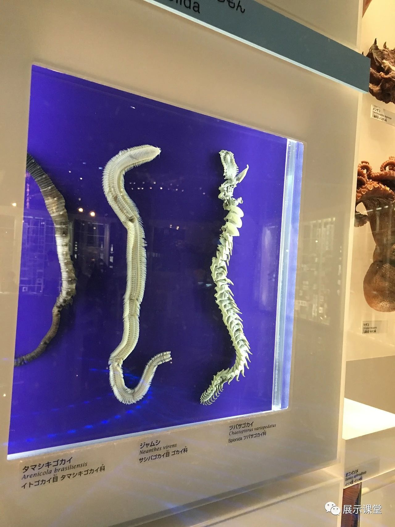 日本国立科学博物馆（图ZMjcxOTU1MDUy） - 展陈设计 - 站酷设计师展示课堂原创素材 - 站酷ZCOOL