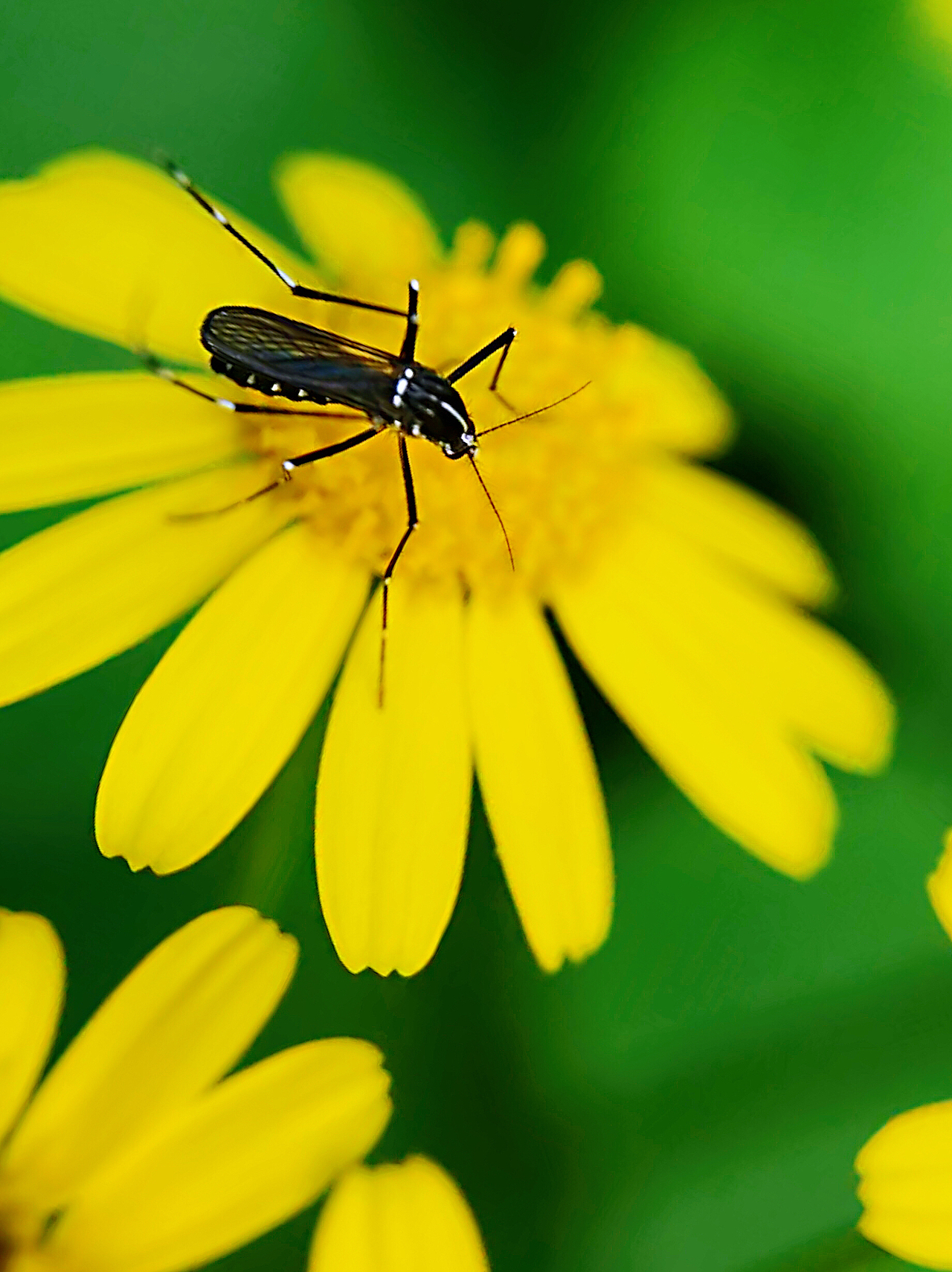 第三只眼中的微观世界