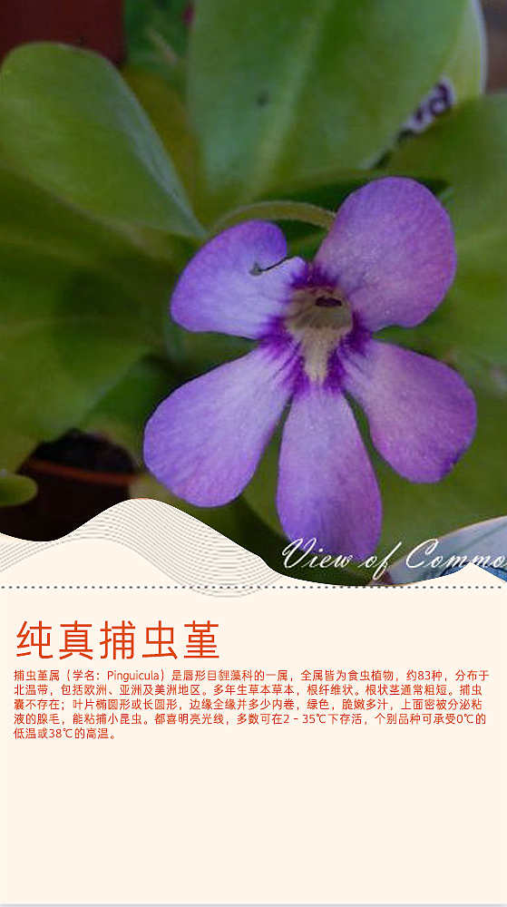 食肉植物画册